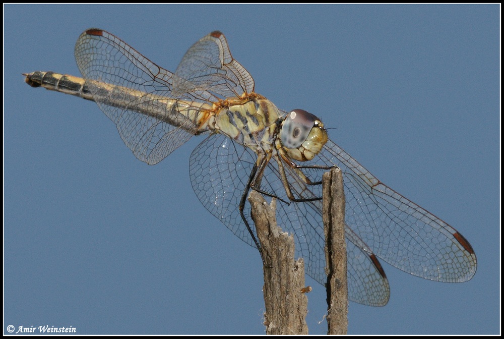 Odonata d''Israele for ID